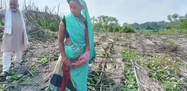 ढीमरखेड़ा: ढीमरखेड़ा में असमय बारिश से पान बरेजा धराशायी, पान की फसल पूरी तरह चौपट