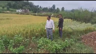 सिंगरौली: सिंगरौली में बेमौसम बारिश से धान की फसल को नुकसान, कलेक्टर ने तत्काल सर्वे के दिए निर्देश