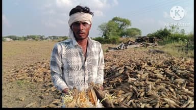 नईसराय: नई सराय क्षेत्र में बारिश से मक्का की फसल खराब, भुट्टों में हुआ अंकुरण