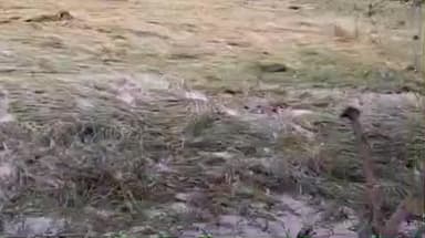 सिहोरा: सिहोरा और मझोली तहसील में धान की फसल टूटी, 50% से अधिक नुकसान, सर्वे शुरू न होने से किसानों में आक्रोश