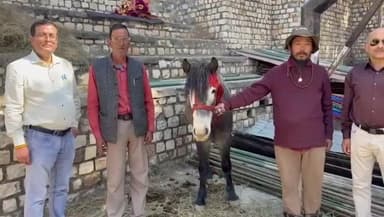 शिमला ग्रामीण: रामपुर बुशहर में अश्व प्रदर्शनी में स्पीति नस्ल का घोड़ा चमका, ₹84,000 में बिका