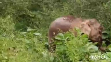 भंडरिया: तेवाली, जोन्हीखण्ड और शिंजो में हाथियों का रात्रि में विचरण, वन विभाग ने जारी किया रेड अलर्ट