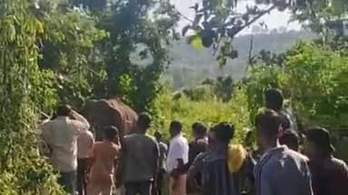 नीमडीह: लाकड़ी में चौथे दिन भी घायल हाथी का वन विभाग की टीम ने किया इलाज