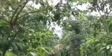 चिनिया: दिनदहाड़े सड़क किनारे दिखा हाथियों का झुंड, 12 हाथियों ने मचाई दहशत, लोगों ने बनाया वीडियो वायरल