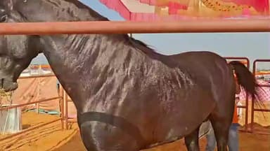 पुष्कर: एक ऐसा घोड़ा जिसकी हाइट देखकर रह जाएंगे दंग, सबसे ऊंचा घोड़ा बुर्ज खलीफा से 72 इंच ऊँचा है, बुर्ज खलीफा की 1 इंच की