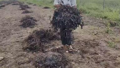 ભાવનગર: અવાણીયા ગામે કમોસમી વરસાદના કારણે ખેતીનો તમામ પાક નાશ ખેડૂતોએ પ્રતિક્રિયા આપી