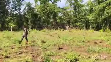 ନାକଟିଦେଉଳ: ନକଟିଦେଉଳ ଅଚଂଳରେ ପୋଲିସ ଓ ଅବକାରୀ ବିଭାଗ ର ମିଳିତ ଚଢାଉ , ଏକର ଏକର ଜମିରେ ନଷ୍ଟ କଲା ହଜାର ହଜାର ଗଞ୍ଜେଇ ଗଛ