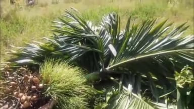 ചാലക്കുടി: പാലപ്പിള്ളിയിൽ കാട്ടാനക്കൂട്ടം ഇറങ്ങി കൃഷി നശിപ്പിച്ചു