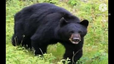 मुनस्यारी: मुनस्यारी में भालू के हमले में महिला की मौत, क्षेत्र में दहशत