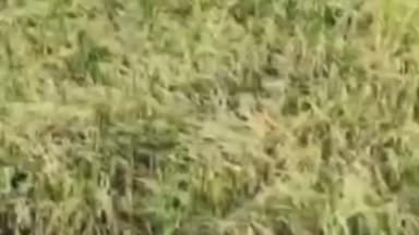 सावली: अवकाळी पावसाने शेतकऱ्यांचे नुकसान हेक्टरी 25 हजार मदत देण्याची सावली बाजार समितीचे संचालक निखिल सुरुवात यांची मागणी