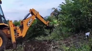 जाफराबाद: नळविरहा येथे 350 सीताफळांच्या बगीचा व शेतकऱ्यांने चालवला जेसीबी