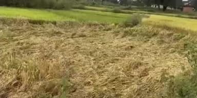 डंडई: लगातार वर्षा से किसानों की मेहनत पर फिरा पानी, धान और सब्जी की फसलें बर्बाद