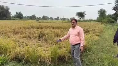 रामपुर बघेलान: असामयिक वर्षा से फसलों को हुए नुकसान का सर्वे शुरू