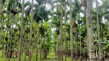 ತೀರ್ಥಹಳ್ಳಿ: ಲಕ್ಷ್ಮಿಪುರ ಗ್ರಾಮದಲ್ಲಿ ಅಡಿಕೆ ಗೊನೆ ಕೊಯ್ಯುವಾಗ ವಿದ್ಯುತ್ ಪ್ರವಹಿಸಿ ಕಾರ್ಮಿಕ ಸ್ಥಳದಲ್ಲೇ ಸಾವು