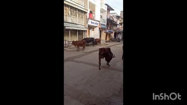 मनावर: मनावर में आवारा मवेशियों से परेशान लोग, नगरपालिका चलाएगी मवेशी पकड़ने का अभियान