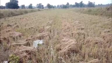 पेण्ड्रा: जीपीएम में बारिश से किसानों की तैयार धान की फसल को नुकसान, सर्वे की मांग #jansamasya