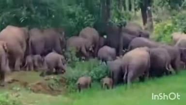 मांडू: मुरपा गांव और शिबू टोला में जंगली हाथियों का तांडव, फसलें बर्बाद, मुआवजे की मांग