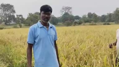 ઉમરપાડા: કોલવણ ગામના ખેડૂત છગનભાઈના ડાંગરને વાવાઝોડાથી નુકસાન નહીં, પ્રાકૃતિક ખેતી રંગ લાવી