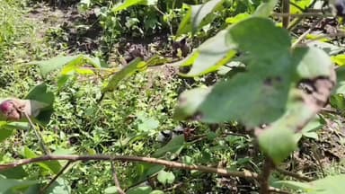 તિલકવાડા: તાલુકા સહિત નર્મદા જિલ્લામા કમોસમી વરસાદથી ખેતીને થયેલા નુકસાન સામે ટૂંક સમયમા રાજ્ય સરકાર રાહત સહાય પેકેજ જાહેર કરશે