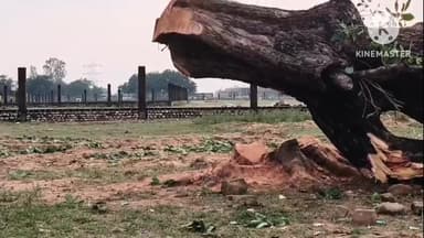 मेजा: भसुंदर में बिना अनुमति पेड़ कटाई का वीडियो वायरल, वन विभाग पर मिलीभगत के आरोप, कानूनी कार्रवाई का आश्वासन