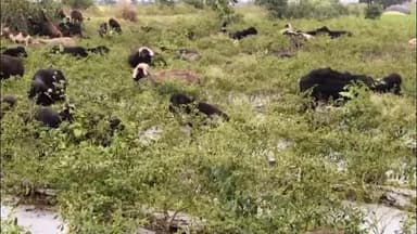 भोकरदन: वालसावंगी येथे शेत शिवारात तीन एकर मिरचीच्या शेतात शेतकऱ्याने सोडल्या मेंढ्या