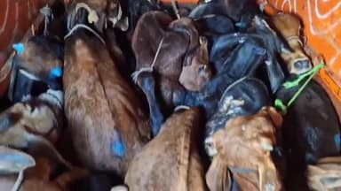 सेंधवा: बिजासन चौकी पुलिस ने गौवंश से भरी पिकअप पकड़ी, अवैध परिवहन का मामला दर्ज