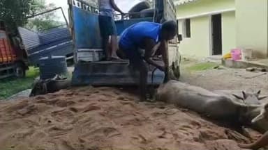 रायडीह: 20 अवैध गोवंश पशु बरामद, एक तस्कर गिरफ्तार