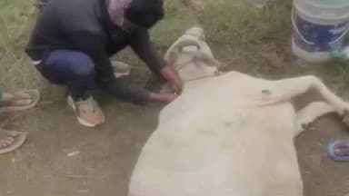 मुलताई: बजरंग दल ने गोवंश तस्करी कर रही इनोवा कार का पीछा कर पशुओं को छुड़ाया, कार में की तोड़फोड़