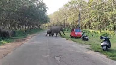 ചാലക്കുടി: പാലപ്പിള്ളി ചിമ്മിനി ഡാം റോഡിൽ പിള്ളത്തോട് പാലത്തിന് സമീപം നാട്ടുകാർക്ക് നേരെ പാഞ്ഞടുത്ത് കാട്ടാനക്കൂട്ടം