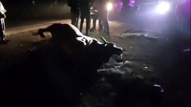 મહુવા: ધારડી નજીક ફોર વ્હીલ કારનો અકસ્માત એકનું મોત