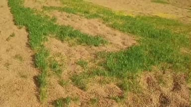 बदरवास: पटवारी ग्राम मड़वासा पहुंचे, किसानों के नुकसान का किया सर्वे, अधिकारियों को जल्द सौंपेंगे रिपोर्ट