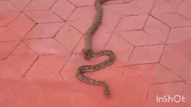 विदिशा नगर: रविवार शाम 4 बजे ADM बंगले पर नर-मादा सर्प प्रणय करते दिखे, सर्पमित्र ने सुरक्षित जंगल में छोड़ा