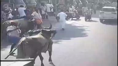 செஞ்சி: செஞ்சி நான்கு முனை சந்திப்பில் சாலையில் சுற்றித்திரிந்த மாடு முட்டியதில் ஒருவர் படுகாயம்-மாடு முட்டும் சிசிடிவி காட்சி வெளியாகி வைரல்.