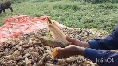 गुना: म्याना में बेमौसम बारिश से कटी मक्का की फसल अंकुरित, किसानों को भारी नुकसान