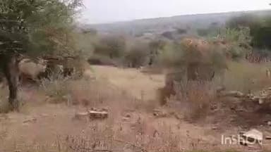 सरमथुरा: टाइगर रिजर्व में ड्रोन से बाघों की निगरानी, डीएफओ ने कहा- ग्रामीणों की सहमति से ही होगा विस्थापन