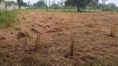 નડિયાદ: કમોસમી વરસાદને પગલે ઘાસચારાના ભાવમાં વધારો, ખેડૂતો મુશ્કેલીમાં મુકાયા.