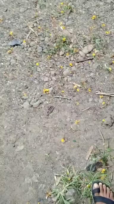 शुजालपुर: ASI की रिश्वत मांगने का वीडियो वायरल, पुलिस विभाग की सच्चाई हुई उजागर