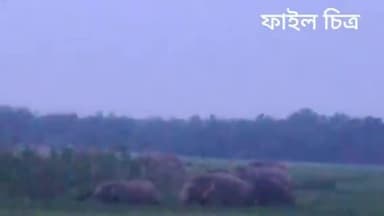 গোপীবল্লভপুর ২: হাতির হাত থেকে ঝাড়গ্রামের মানুষকে সুরক্ষিত করতে ঝাড়গ্রাম বনবিভাগে ৩৭টি হাতির অবস্থান প্রকাশিত করল বনদপ্তর