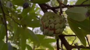 कुम्भलगढ़: राजसमंद का कुंभलगढ़ अपने भव्य किले के लिए प्रसिद्ध है, अब यहां का सीताफल भी मिठास का प्रतीक बन चुका है