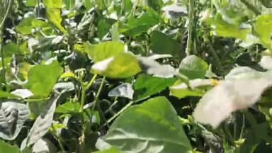 નેત્રંગ: નેત્રંગમાં સિંચાઇ માટે પાણીના 100 ટયુબવેલને મંજૂરી મળી