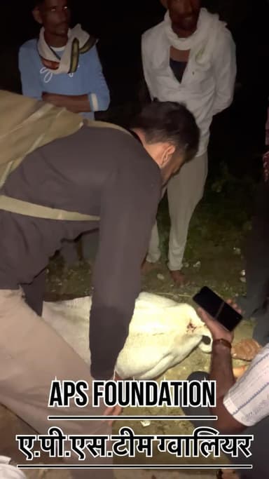 2 गाये का एक्सीडेंट हो गया बहुत ज्यादा घायल हो गई..!
Respect girls help poor help animals
#apsgurjar #viral #support #gwalior