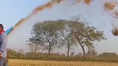 टाटीझरिया: टाटीझरिया क्षेत्र में धान की खेती में मशीनी क्रांति, थ्रेशर से मड़ाई की रफ्तार हुई दोगुनी