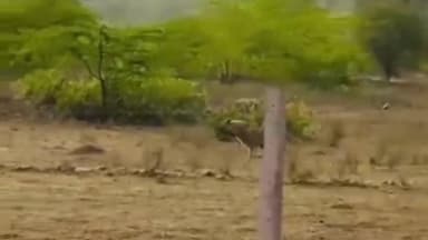 दारू: दारू के उच्चाबेड़ा में लकड़बग्घे का हमला, महिला और किशोरी घायल, ग्रामीणों में दहशत