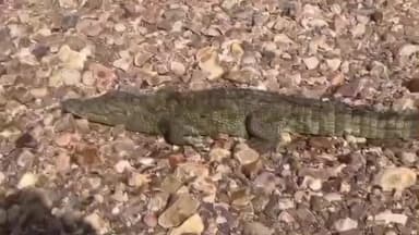 खण्डार: खंडार बहराबंडा के निकटतम लसोड़ा गांव में आबादी क्षेत्र के तालाब में मगरमच्छों का मूवमेंट, ग्रामीणों में दहशत