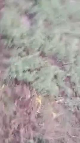 पन्ना गुनौर सोशल मीडिया पर वायरल वीडियो गुनौर के कमलपुरा की बताई जा रही है