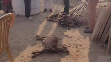 लूनकरनसर: वार्ड संख्या 11 स्थित बंद घर में घुसे कुत्तों ने बकरियों को उतारा मौत के घाट, पुलिस मौके पर पहुंची