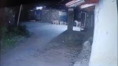 કોડીનાર: સુગાળા ગામે સિહોનુ ટોળુ આવી પહોંચ્યું, છ જેટલા સિંહ પરિવાર ગામના મુખ્યચોક સુધી પહોંચ્યા, દ્રશ્યો cctvમાં થયા કેદ