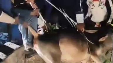 सिरमौर: रीवा: SDRF ने जान जोखिम में डालकर 50 फीट गहरे ज़हरीले कुएं से गाय को बचाया