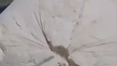 त्योंथर: उत्तर प्रदेश की सीमा से रीवा लाई जा रही नकली पनीर चाकघाट, जवा, सिरमौर में सप्लाई से पहले ज़ब्त