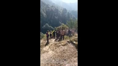 जोगिंदर नगर: पालण के जंगल के नाले में गिरी गाय, छह गांवों के युवाओं ने मिलकर किया रेस्क्यू